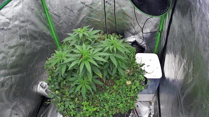 Blueberry Muffin. Week 4