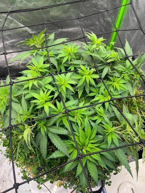 Blueberry Muffin. Week 5