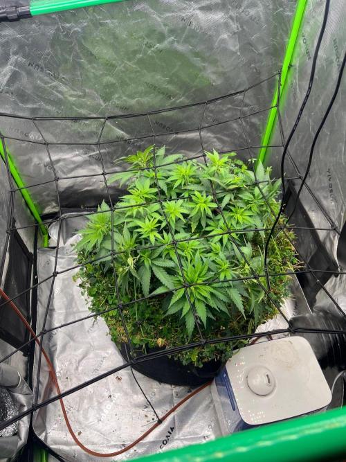 Blueberry Muffin. Week 5