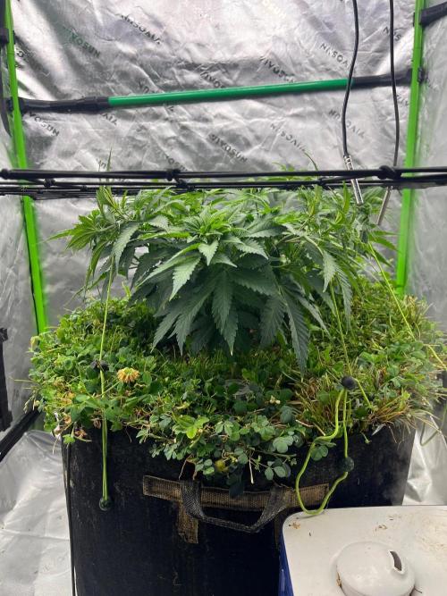 Blueberry Muffin. Week 5