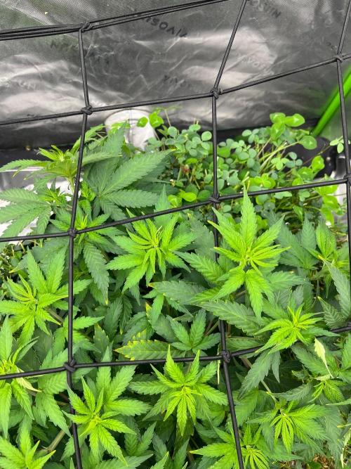 Blueberry Muffin. Week 5