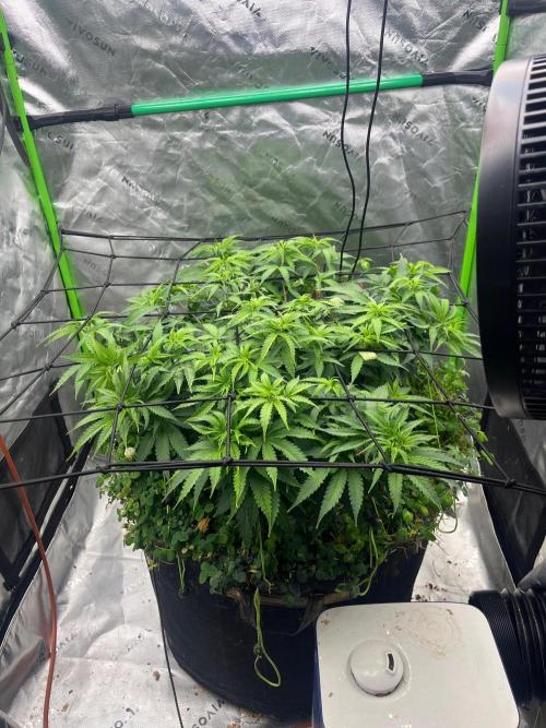 Blueberry Muffin. Week 6