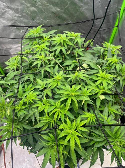 Blueberry Muffin. Week 6