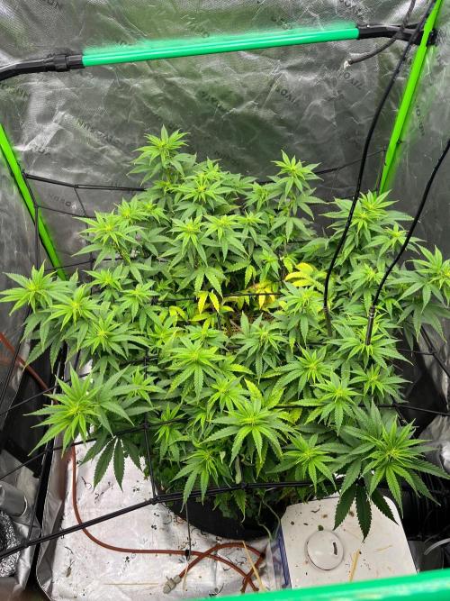 Blueberry Muffin. Week 7
