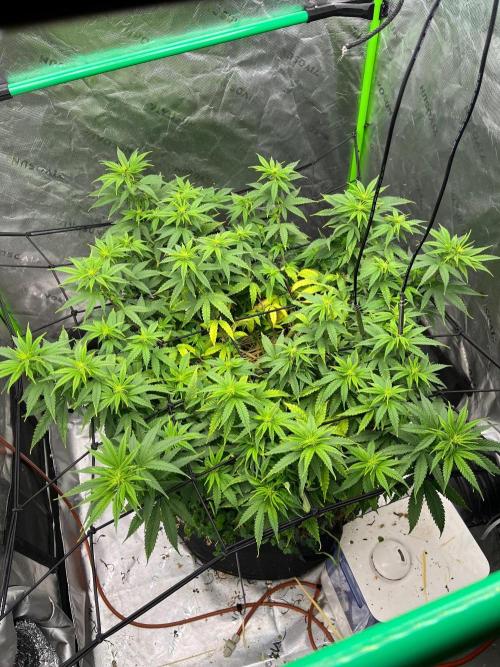 Blueberry Muffin. Week 7