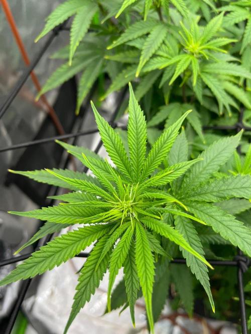 Blueberry Muffin. Week 7