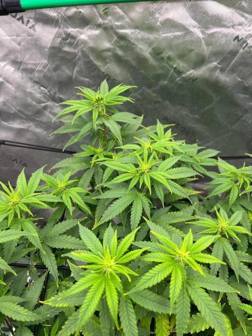 Blueberry Muffin. Week 7