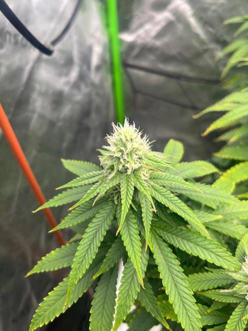 Blueberry Muffin. Week 10