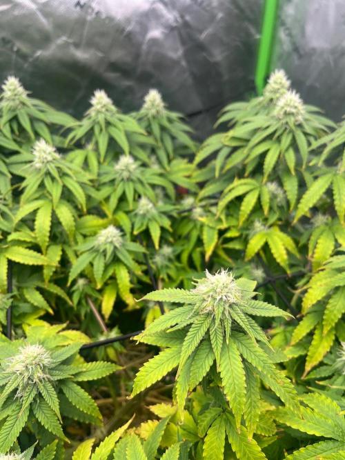 Blueberry Muffin. Week 10