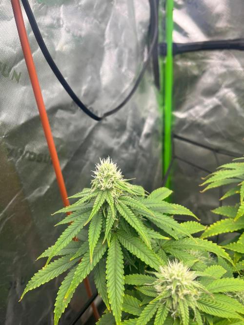 Blueberry Muffin. Week 10