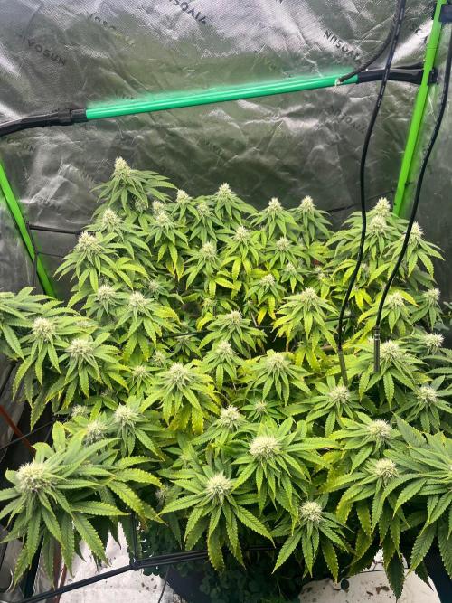 Blueberry Muffin. Week 10