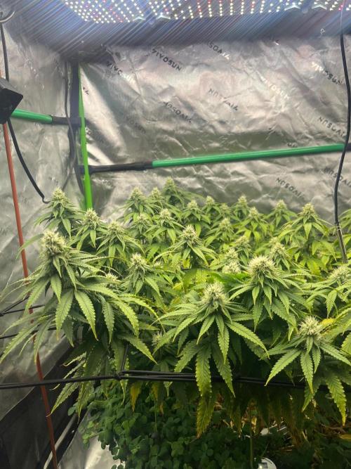 Blueberry Muffin. Week 10