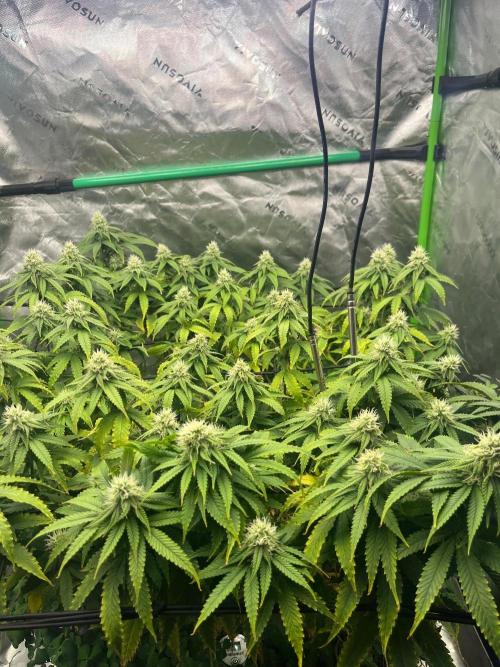 Blueberry Muffin. Week 10
