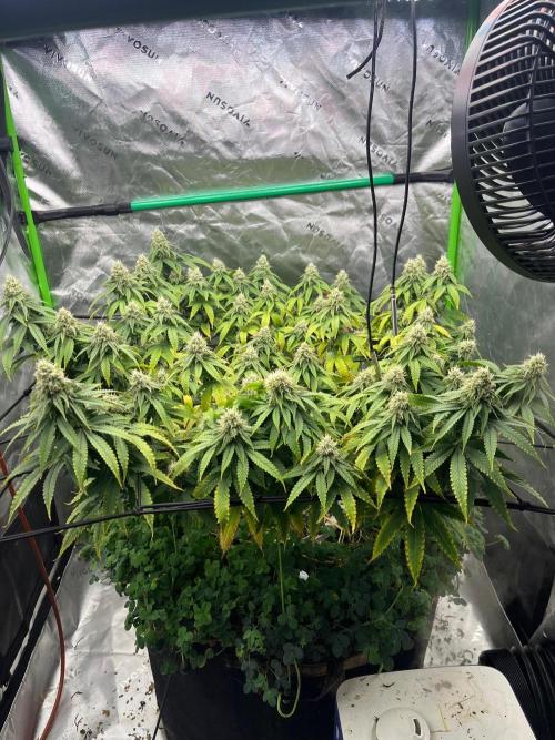 Blueberry Muffin. Week 11