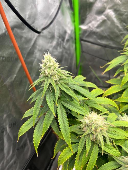 Blueberry Muffin. Week 11