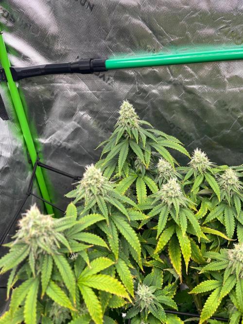 Blueberry Muffin. Week 11
