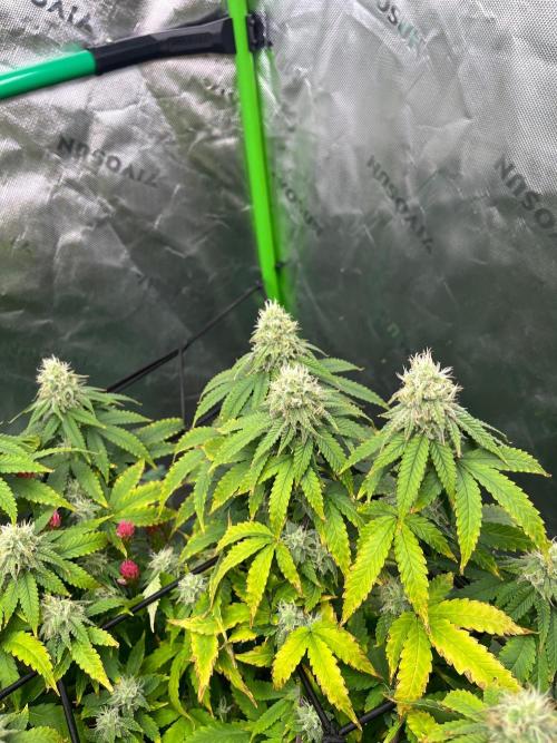 Blueberry Muffin. Week 11