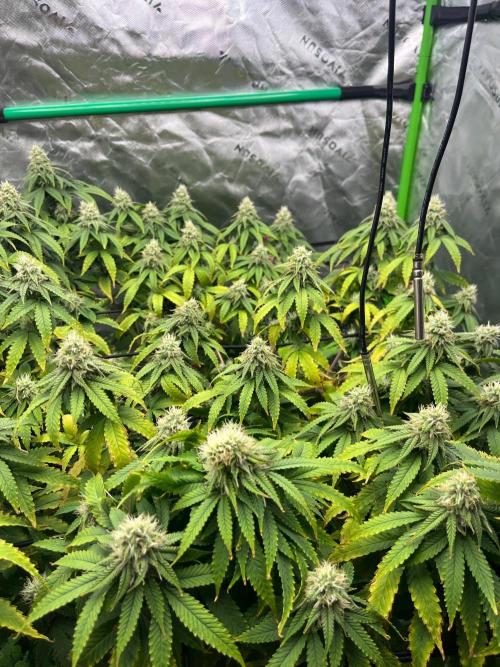 Blueberry Muffin. Week 11