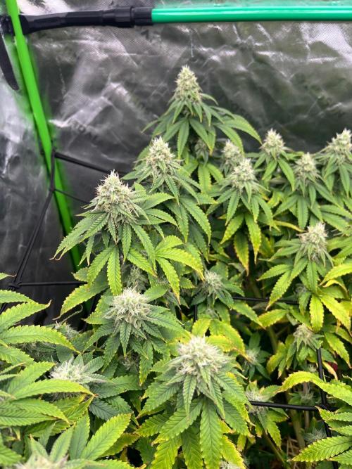 Blueberry Muffin. Week 11