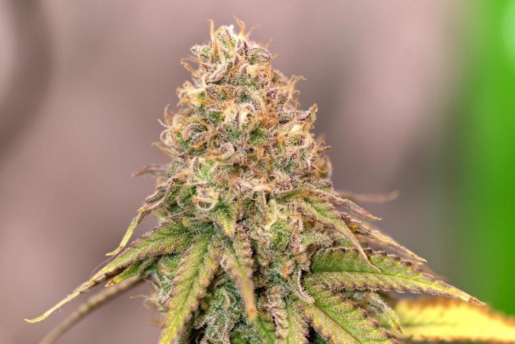 Blueberry Muffin. Week 14