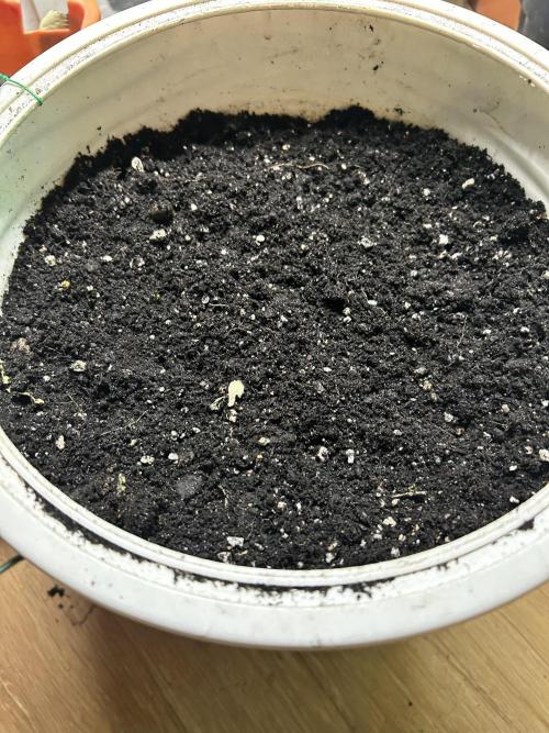 S1E1 - Try Pollen Auto. Week 0