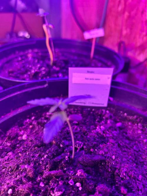 S1E1 - Try Pollen Auto. Week 0 - ok