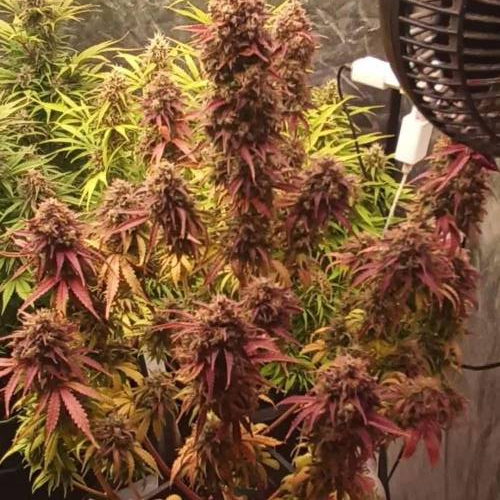 Gorilla girl xl auto sweet 