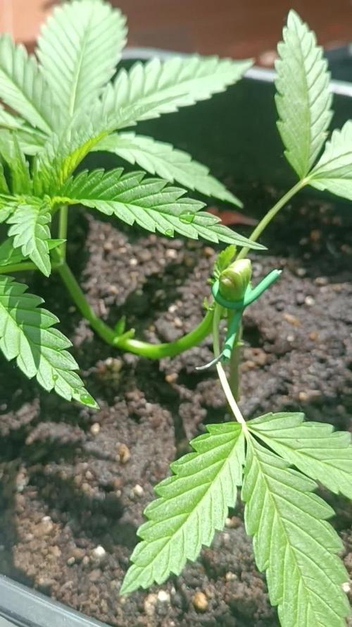 Og kush kannabia