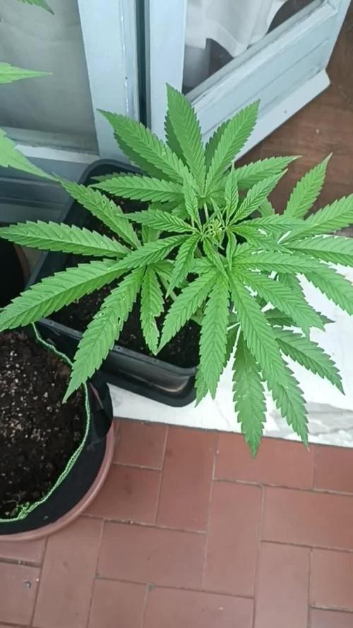 Og kush kannabia