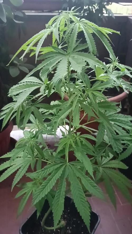 Og kush kannabia