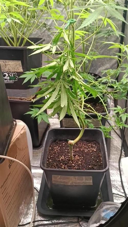 Og kush kannabia