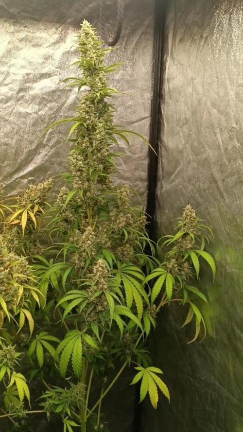 Grape Ape Auto