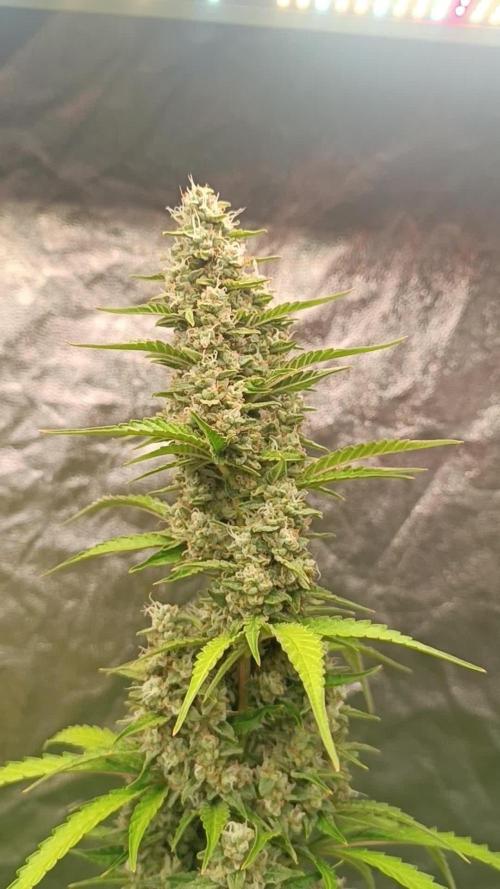 Grape Ape Auto