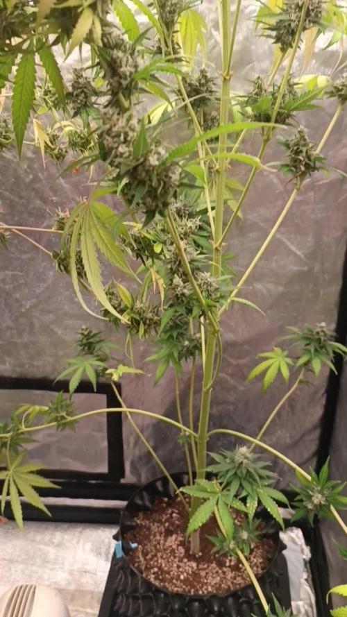 Grape Ape Auto