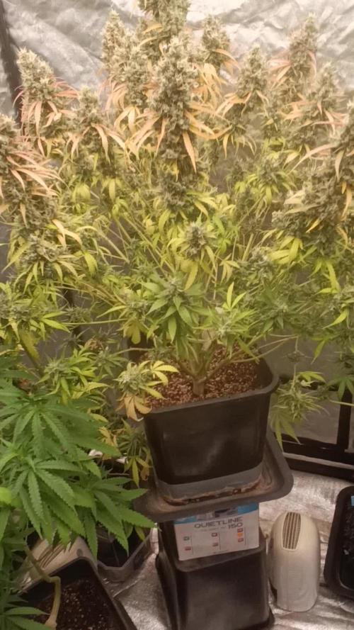 Matanuska korn garden Shop