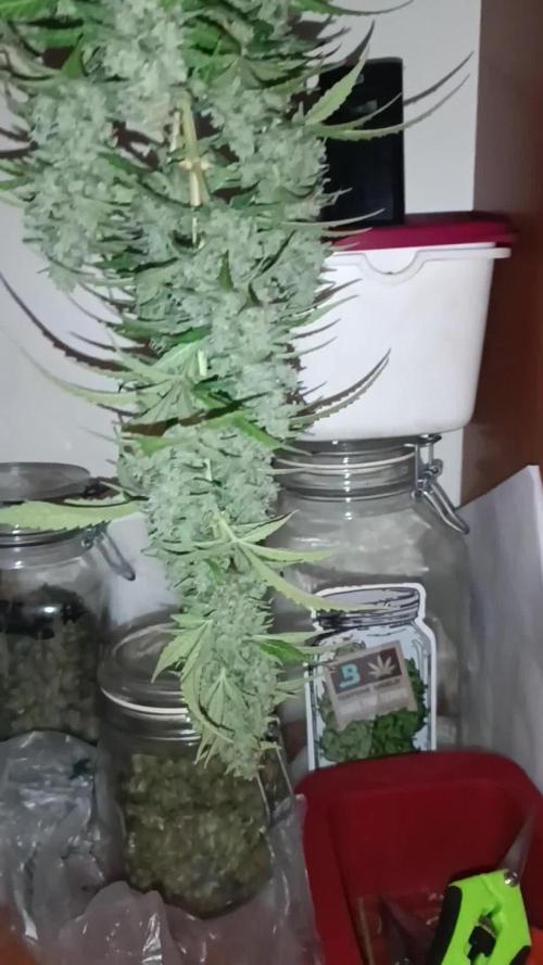 Grape Ape Auto