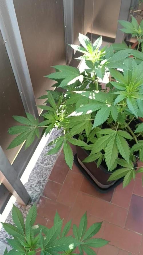 Matanuska korn garden Shop