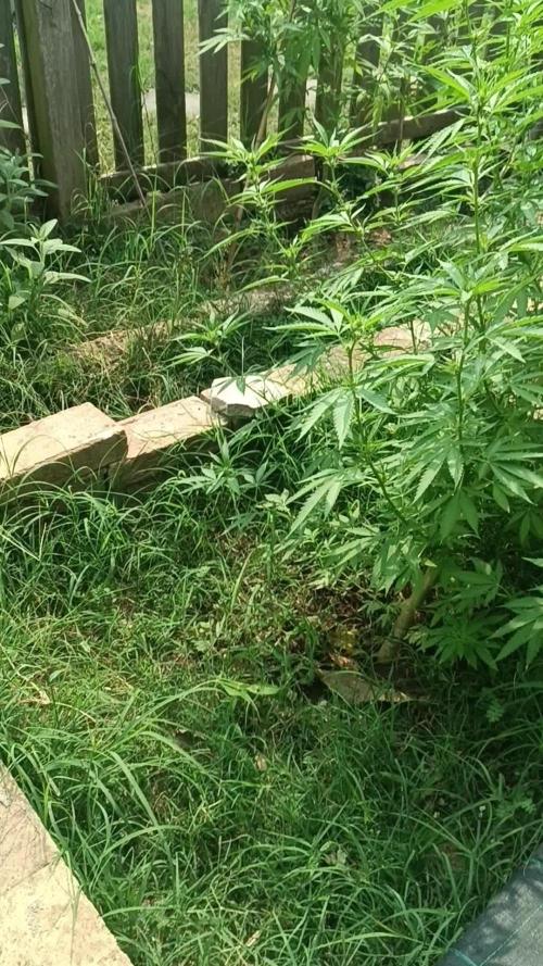 Runtz layer Cake on balconi