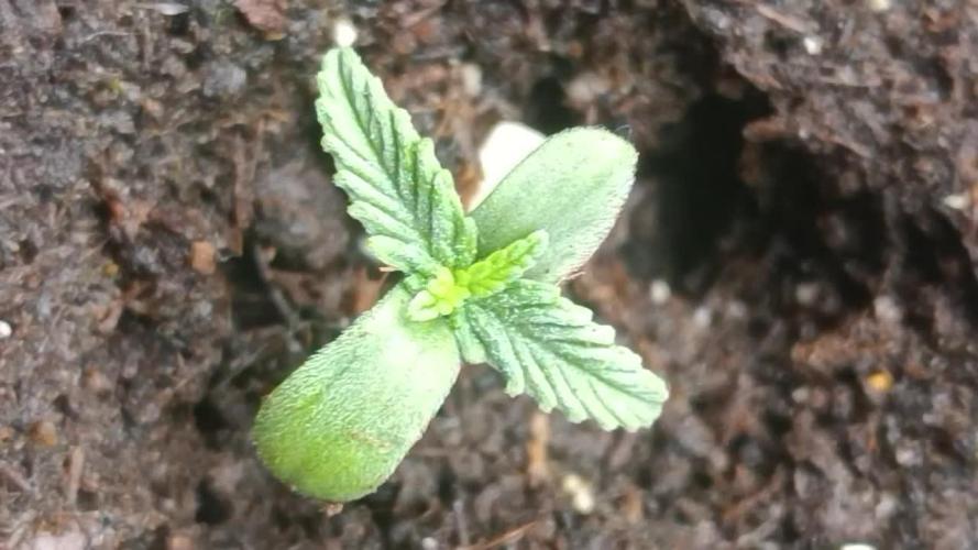 Frostbanger auto