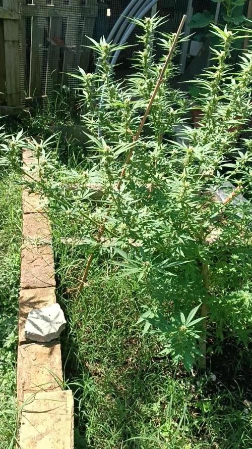 Matanuska korn garden Shop