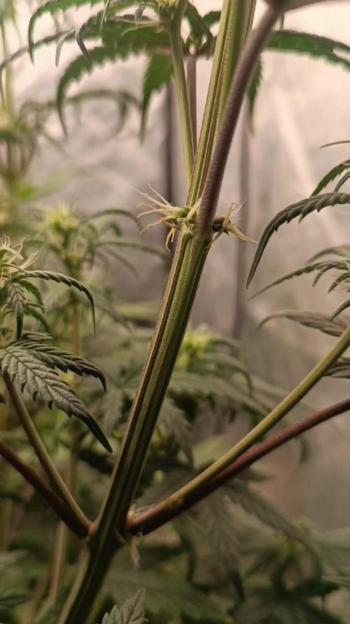 Grape Ape auto