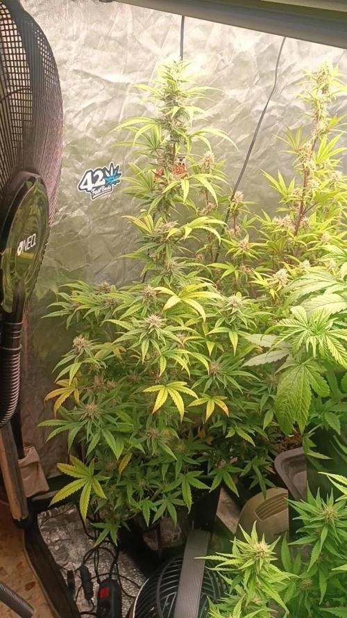 Frostbanger auto