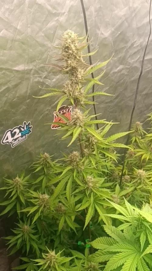 Studio 54 Stardust auto