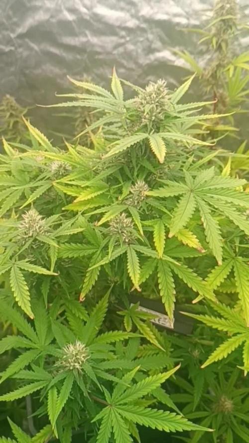 Forbidden runtz auto