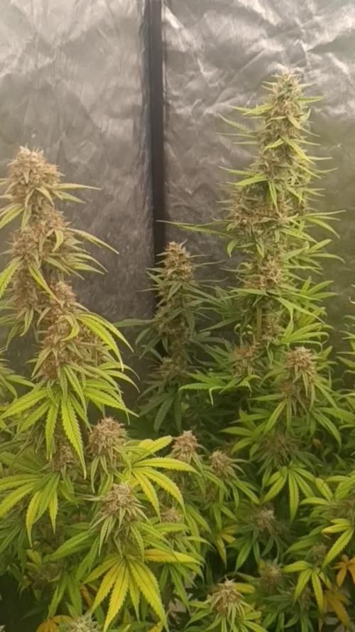 Grape Ape auto