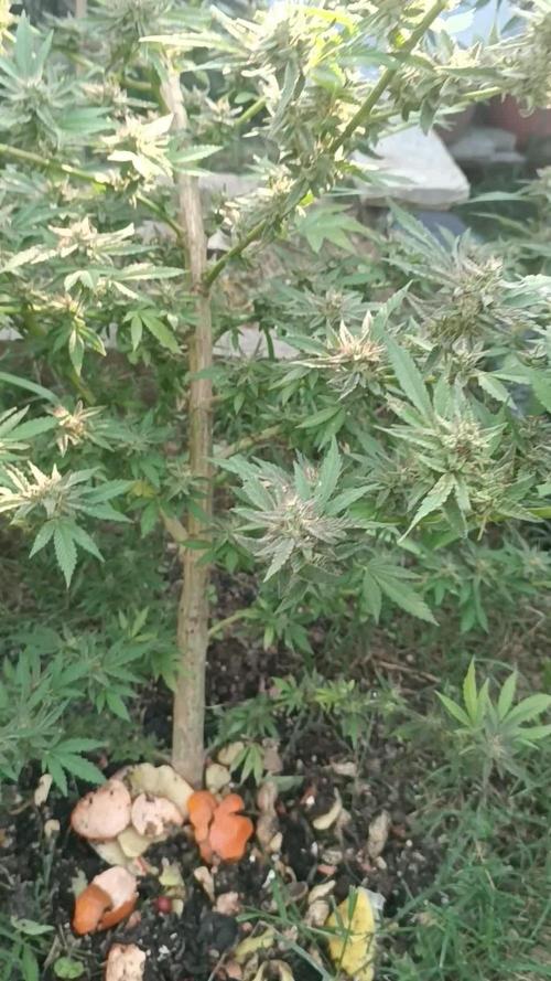 Matanuska korn garden Shop