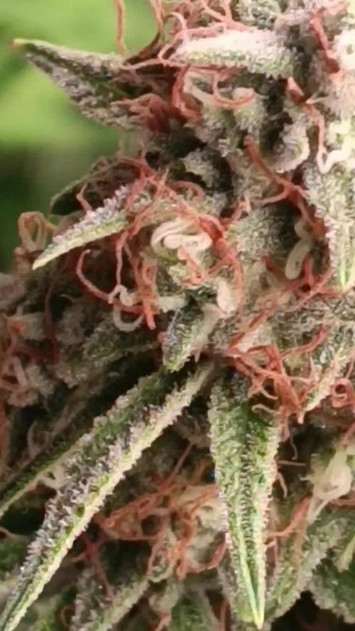 Grape Ape auto