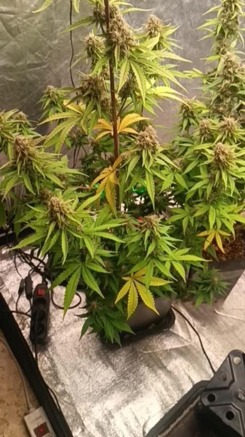 Studio 54 Stardust auto