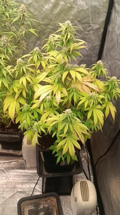 Frostbanger auto