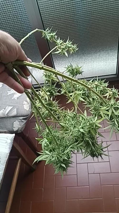 Grape Ape auto